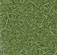 Линолеум IVC Vision Grass T25 фото 1 | FLOORDEALER